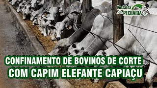 Confinamento de bovinos de corte com capim elefante capiaçu [upl. by Alva]