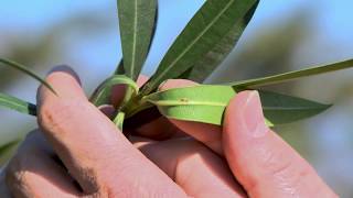 Oleander pflegen  Schildläuse Spinnmilben Rußtau bekämpfen [upl. by Prevot]