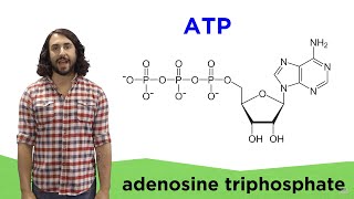 Metabolism and ATP [upl. by Entwistle]