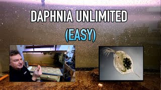 How I Raise Daphnia Water Fleas And You Can Too [upl. by Garbe]