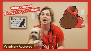 What causes Bloody Poop in Dogs  Veterinary approved [upl. by Asilej689]