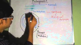 Site directed mutagenesis [upl. by Niveek140]