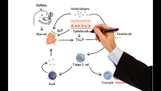 Pharmacology  DRUGS FOR ASTHMA AND COPD MADE EASY [upl. by Auhso894]