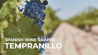 Spanish Wine Grapes Tempranillo [upl. by Klump]