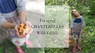 Foraging Chanterelle Mushrooms  Wild Edibles [upl. by Silra]