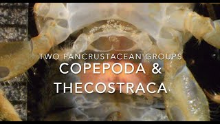 Copepods and thecostracans [upl. by Aleemaj903]