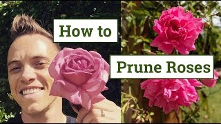 How to Prune Roses the Beginners Guide [upl. by Bentlee]