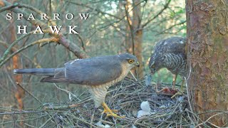 Sparrowhawk bird of prey nest [upl. by Drugi]