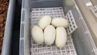 How to incubate Ball Python eggs [upl. by Dougald]