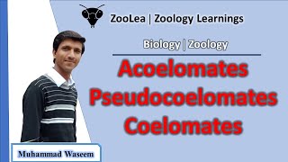 Acoelomates Pseudocoelomates and Coelomates  ZooLea  Lesson 13  Biology Zoology [upl. by Macmahon]