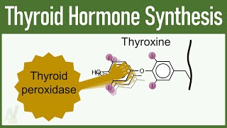 Thyroid Hormone Synthesis [upl. by Georgiana]