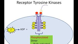 Receptor Tyrosine Kinases Newer Version [upl. by Dorsy194]