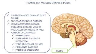 29 Tronco dellencefalo [upl. by Barmen750]