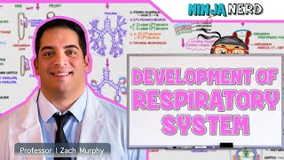 Embryology  Development of the Respiratory System [upl. by Skrap]