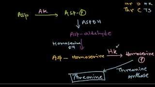 Amino acid synthesis [upl. by Drucy]