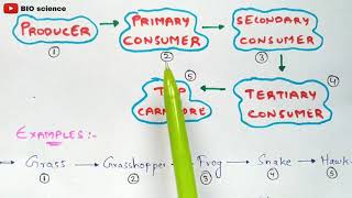 Food chain in Eco system  Types of food chain  Bio science [upl. by Rena]