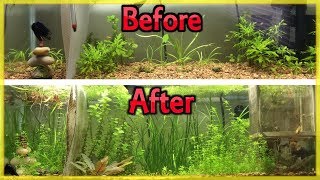 CHEAPEST WAY TO FERTILIZE YOUR PLANTED AQUARIUM DIY ROOT TABS [upl. by Fremont]