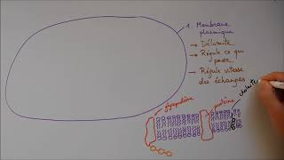 Structure cellulaire 1  Membrane noyau appareil de Golgi [upl. by Adlev]