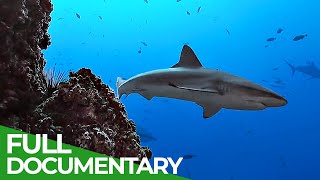 Underwater Volcanoes  Oases of the Sea  Free Documentary Nature [upl. by Dragoon]