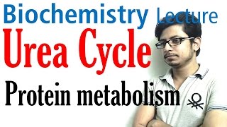 Urea cycle [upl. by Loise]