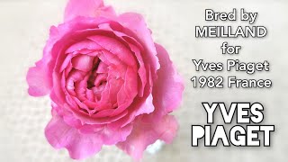 YVES PIAGET ROSE plant by MEILLAND バラ イヴ ピアジェ [upl. by Costanza]