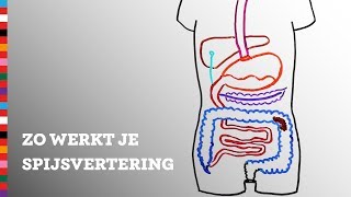 Hoe werkt je spijsvertering  Voedingscentrum [upl. by Nosnevets580]