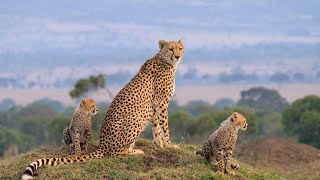 Maasai Mara wildlife documentary trailer [upl. by Antony824]