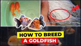 How To Breed A Goldfish for Beginners  Step by Step [upl. by Sanders71]