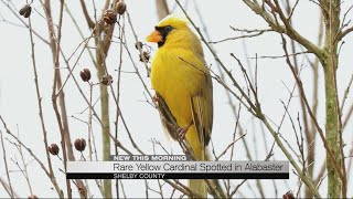 Rare yellow cardinal spotted in Alabaster [upl. by Cirek]