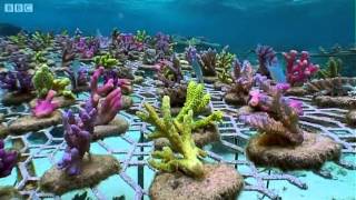 Coral Gardening  South Pacific  BBC Earth [upl. by Towne]