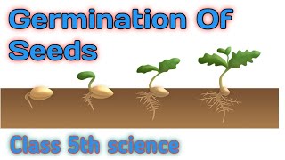 GERMINATION OF SEEDSCLASS 5TH SCIENCE [upl. by Pain]