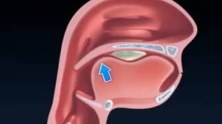 El proceso deglutorio [upl. by Esinel35]