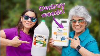 We Tried 30 Natural Vinegar to Kill Weeds  Part 1 [upl. by Warfield767]