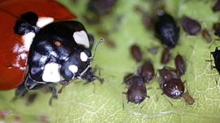 Ladybugs Eating Aphids [upl. by Zeugirdor600]