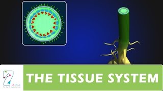 THE TISSUE SYSTEM [upl. by Carmen820]