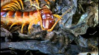 Tarantulas And Their Venomous Relations [upl. by Supple]