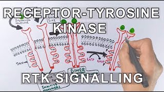 Receptor Tyrosine Kinase  RTK Signalling [upl. by Htrap]