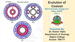 Evolution of Coelom CBCS II Semester Zoology Core [upl. by Debra505]