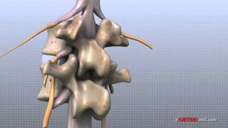 Lumbar Spine Anatomy [upl. by Mallorie]