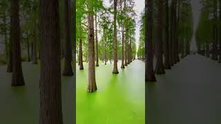 Haoyang Lake Wetland Park in Yangzhou China [upl. by Leafar]