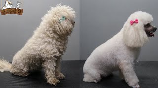 Poodle  Caniche peluquería canina Petgrooming [upl. by Nedyaj]