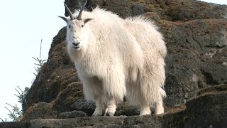 Mountain Goats Aren’t Actually Goats  National Geographic [upl. by Aneen26]