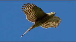 Sparrowhawk Bird Call Bird Song [upl. by Naesal]