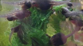 Day 22 to 26 METAMORPHOSIS begins Green Treen Frog tadpoles life cycle PART 4 in Super Macro [upl. by Hploda390]