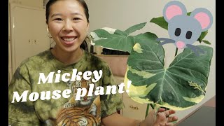 HOW TO CARE FOR XANTHOSOMA  MICKEY MOUSE PLANT [upl. by Nnylasor]