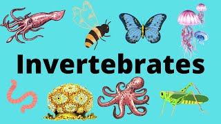 The Diversity of Invertebrates [upl. by Akcimahs]