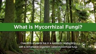 What is Mycorrhizal Fungi [upl. by Any]