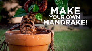 Making a Mandrake [upl. by Neral]