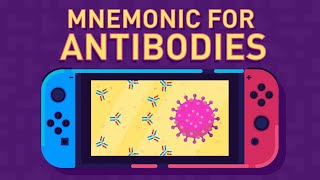 Antibodies and Their Function [upl. by Oigimer950]