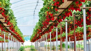 Awesome Hydroponic Strawberries Farming  Modern Agriculture Technology  Strawberries Harvesting [upl. by Eniamert785]